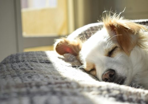 Moving with Pets? Here’s How to Keep Them Calm